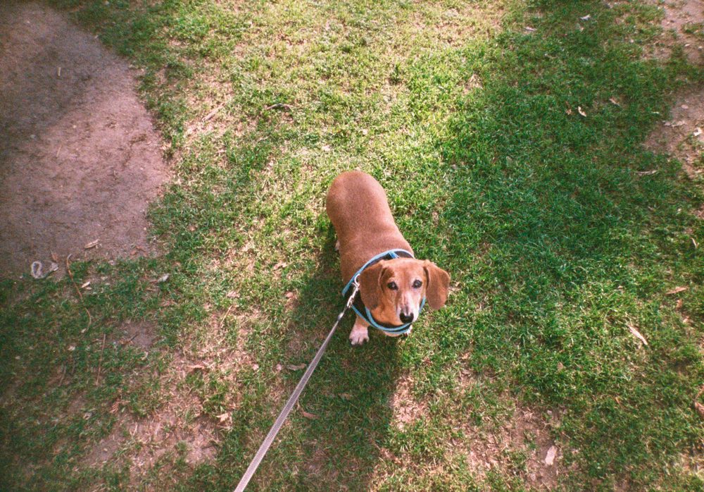 Rudy at Brookside