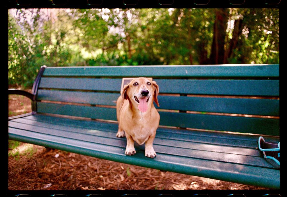 Rudy at Lacey, Lacey Park
